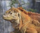 Галапагосская земля игуана является одной из знаковых рептилий Галапагосских островов